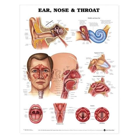 Ear, Nose & Throat Anatomy Chart / Poster - Laminated | Throat anatomy, Human anatomy and ...