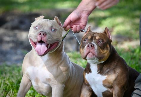 Xl Bully Puppies For Sale In Texas | j0hnfx