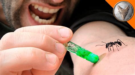 Bullet Ant Kryptonite? | สรุปเนื้อหาที่เกี่ยวข้องกับโดนผึ้งต่อยที่อัปเดตใหม่