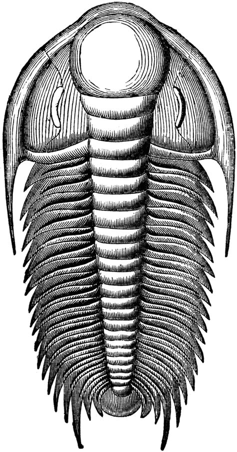 Free Trilobite Cliparts, Download Free Trilobite Cliparts png images, Free ClipArts on Clipart ...