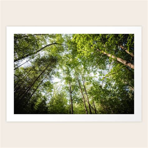 Forest | Canopy | Landscape Photography Art Print by Wildhood | Society6