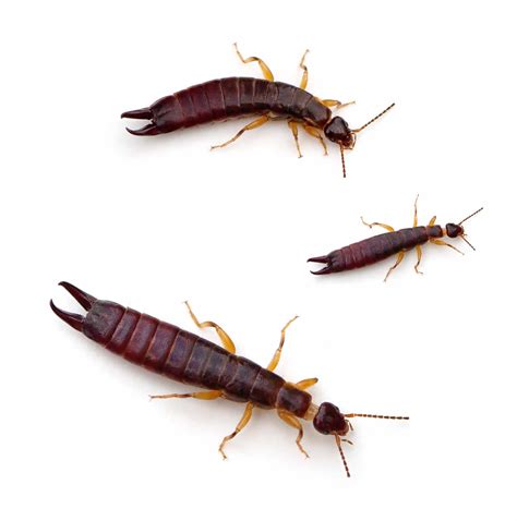 Earwigs...Pincher Bugs? Which is it already? - How To Pest