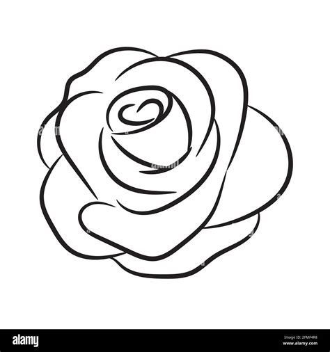 Rose flower head with line art outline. Hand drawn vector illustration ...