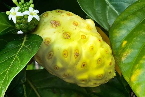 Noni Fruit or Cheese Fruit: Uses and Benefits