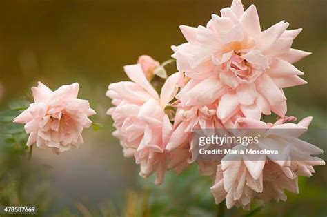 60 Polyantha Rose Stock Photos, High-Res Pictures, and Images - Getty Images