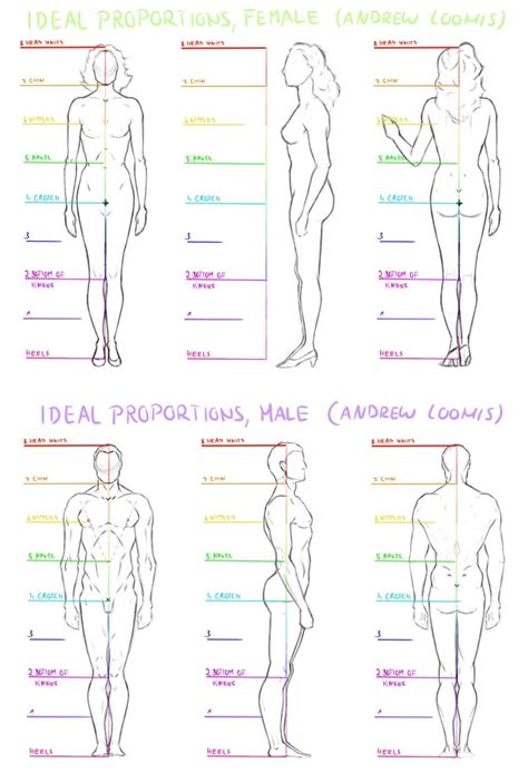 Andrew Loomis proportions : r/learnart