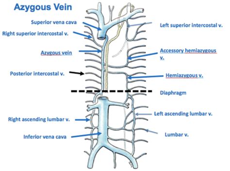 Thorax:Venous structure:Azygous vein | RANZCRPart1 Wiki | Fandom