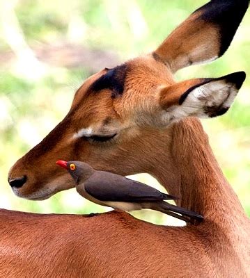 Red-billed Oxpecker