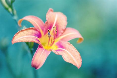 Lily Meaning and Symbolism - FTD.com