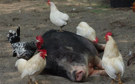 Strange ‘Farmfellows?’ Pigs and Chickens Regenerate the Land in Bela Bela, South Africa ...