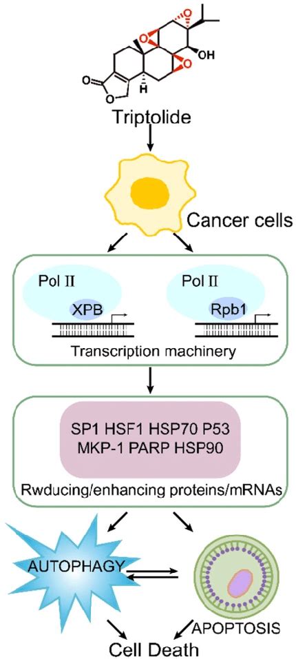 Mechanism of triptolide induced apoptosis and autophagy. | Download ...