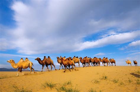 Top 20 Interesting Facts About the Gobi Desert Mongolia | Selena Travel