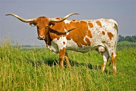 Texas Longhorns Cattle - Livestock Cattle