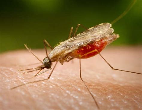 Malaria « New Drug Approvals