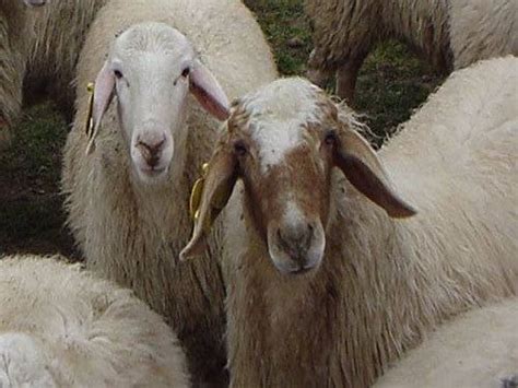 Assaf sheep - Alchetron, The Free Social Encyclopedia