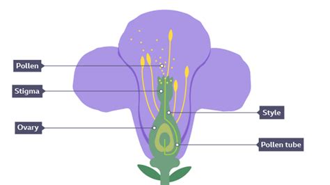 Fruit and seeds - Reproduction - KS3 Biology - BBC Bitesize - BBC Bitesize