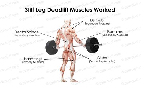 Stiff Leg Deadlift 101: Exercise Guide For Strong Hamstrings