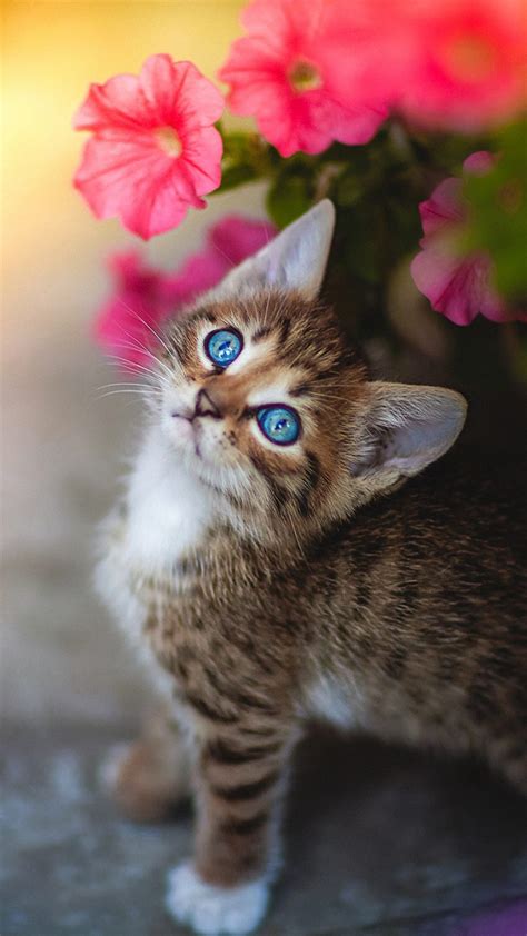 Cute Kitten Blue Eyes Flower 4K Ultra HD Mobile Phone Wallpaper