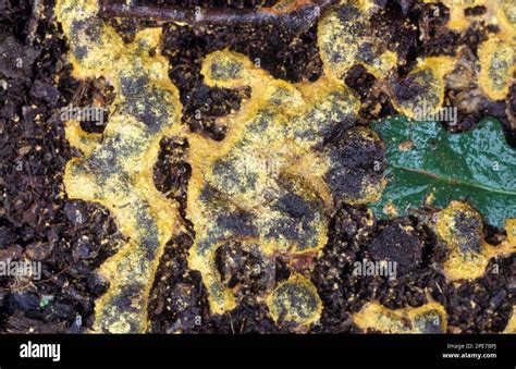 Dog vomit slime mold (Fuligo septica), witch butter, slime mould ...