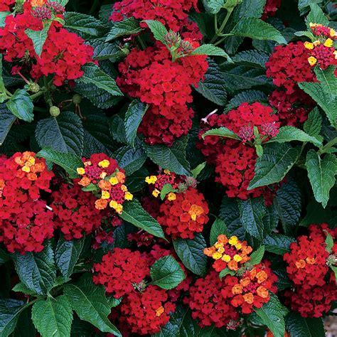 Sarah Browning: Lantana varieties add color, draw bees | Home and Garden | beatricedailysun.com