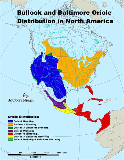 Baltimore Oriole Range Map | Bullock's Oriole Range Map | Orioles ...