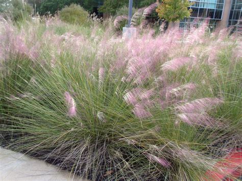 List of Native Grasses | N.C. Cooperative Extension