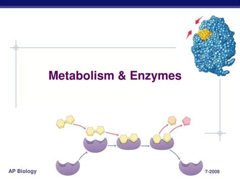 PPT - Metabolism & Enzymes PowerPoint Presentation, free download - ID:2065550