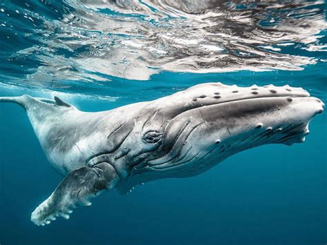 Beautiful Whale Photography (64 pics) - Izismile.com