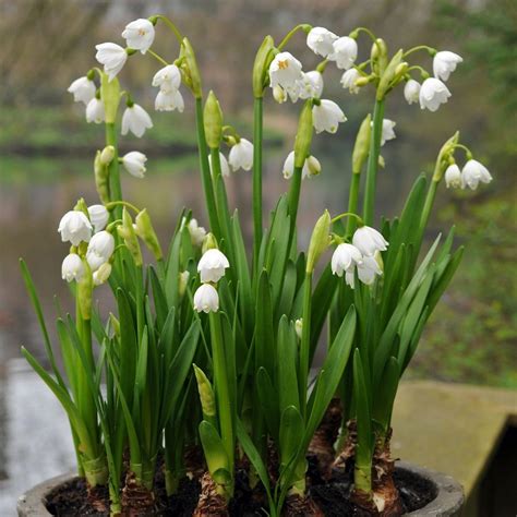 Buy Natural - organic bulbs Leucojum aestivum Gravetye Giant: £6.99 Delivery by Crocus