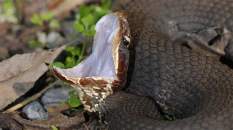 Venomous Snakes In Illinois (4 Poisonous & Deadly Species)