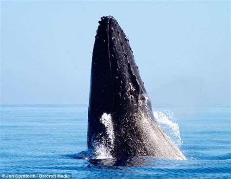 White Wolf : The baby humpback which appears to levitate in incredible snap