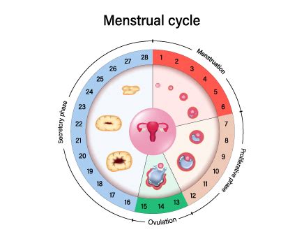 Check Ovulation Calculator & Calendar | Know Your Most Fertile Days