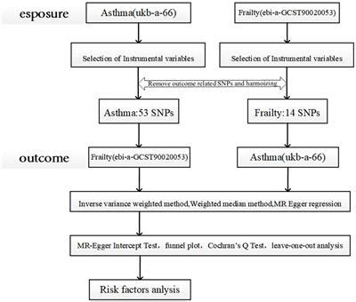Frontiers | The causal relationship between risk of developing bronchial asthma and frailty: a ...