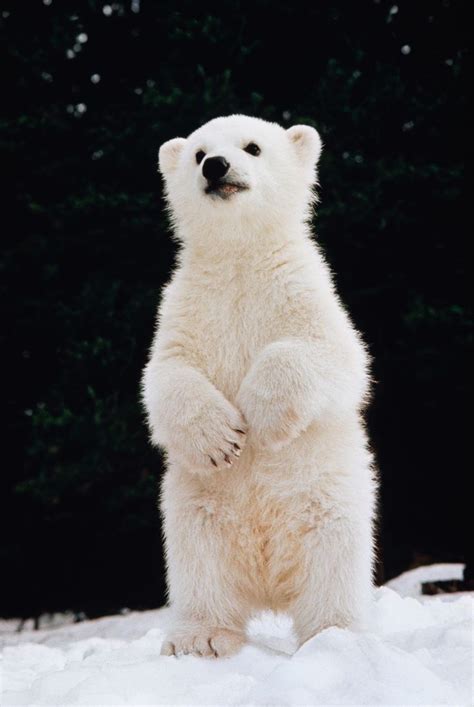 Baby Polar Bears - Feels Gallery | eBaum's World