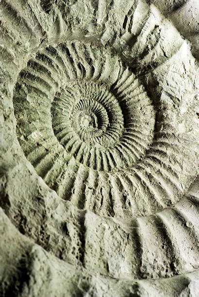 Permian Fossils Stock Photos, Pictures & Royalty-Free Images - iStock