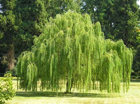 Salix babylonica - Babylon Willow - Weeping Willow | Weeping willow tree, Weeping willow, Trees ...