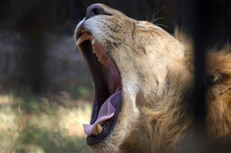 Premium Photo | Close-up of lion yawning