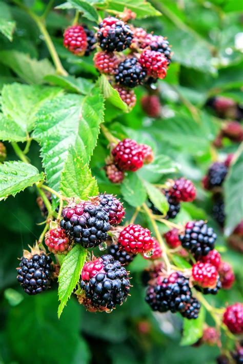 Blackberries: Planting, Growing, and Harvesting Blackberries * Click ...