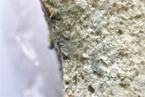 Mold on Bread Harmful Non-usable Bread Fungal Growth Health Stock Image - Image of dangerous ...