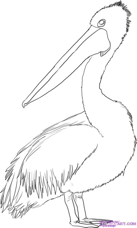 How To Draw A Pelican, Step by Step, Drawing Guide, by Dawn | Pelican ...