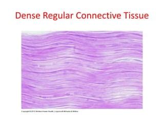 Ligamentum Nuchae Histology