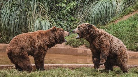 Spain’s Cantabrian brown bears are big tourist drawcards | The Weekly Times