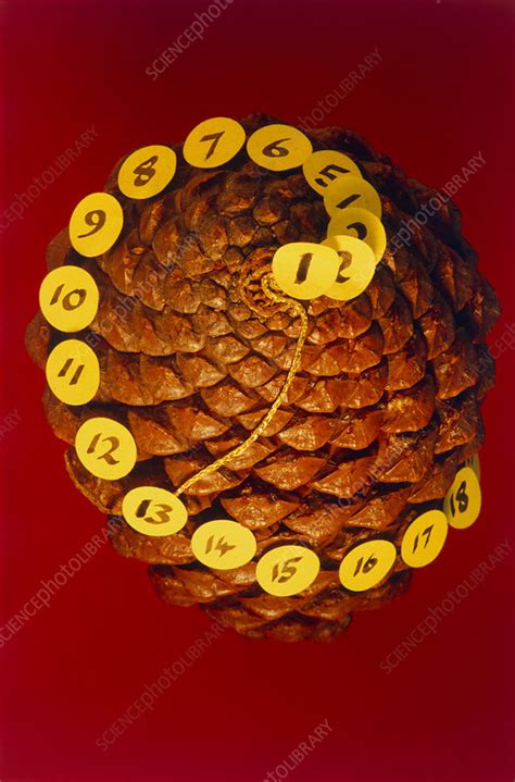 Fibonacci numbers in a pinecone - Stock Image - A900/0021 - Science ...