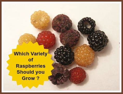 Raspberry Varieties - Types of Raspberries-Which are the Best to Grow?