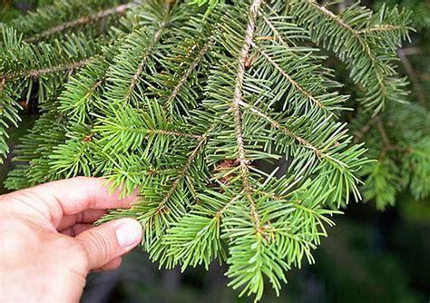 Douglas-fir Genus: Common Trees of the Pacific Northwest