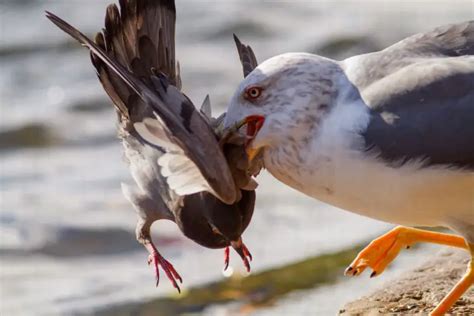 Do Seagulls Eat Pigeons? The Fascinating Insight into the Feeding Habits of Seagulls