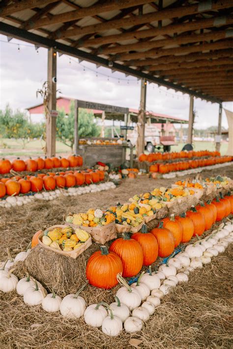 Fall Festival at Southern Hill Farms - Southern Hill Farms