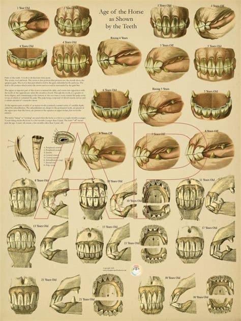 Equine Dental Age of Horse by Teeth Poster 18" X 24" Veterinary Anatomical Chart