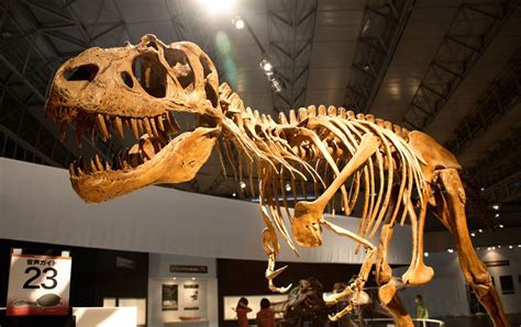 The 10 Types of Dinosaur Bones that Paleontologists Study | Paleontology World