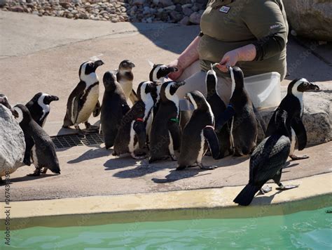 Zoo keeper feeding African Penguins poolside Stock Photo | Adobe Stock